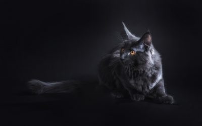 Il diabete nel gatto: cos’è e come gestirlo