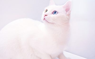 Ipertiroidismo felino: cos’è e come riconoscerlo