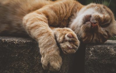 L’Insufficienza Renale Cronica nel Gatto: Cause, Sintomi e Trattamenti