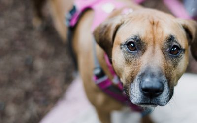 Terza Età nel Cane e nel Gatto